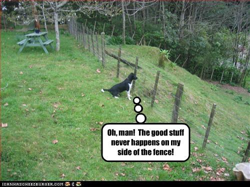 Oh, man!  The good stuff never happens on my side of the fence!