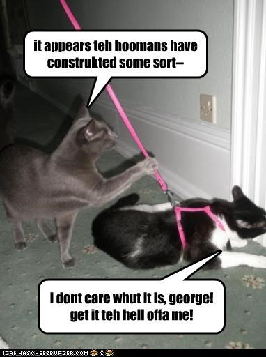 it appears teh hoomans have construkted some sort--