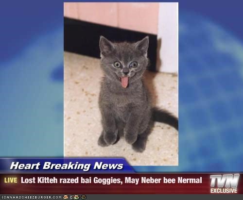 Heart Breaking News - Lost Kitteh razed bai Goggies, May Neber bee Nermal
