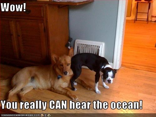 Wow!  You really CAN hear the ocean!