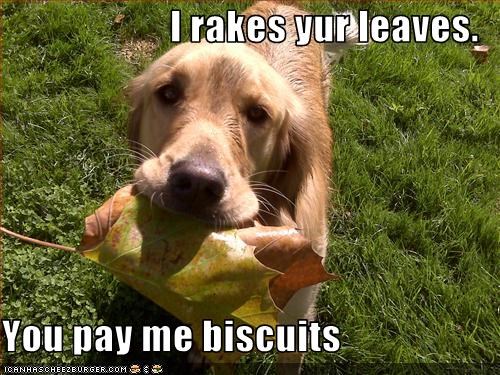 I rakes yur leaves.  You pay me biscuits