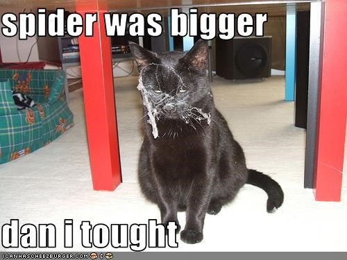 spider was bigger   dan i tought
