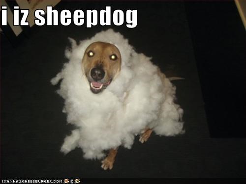 i iz sheepdog