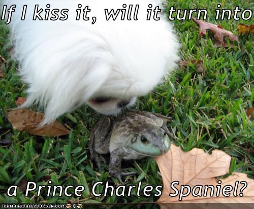 If I kiss it, will it turn into    a Prince Charles Spaniel?