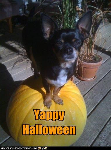 Yappy
Halloween