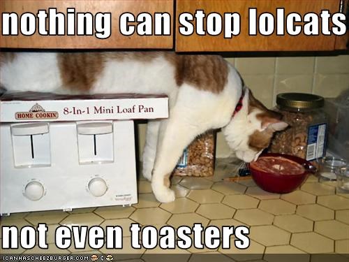 nothing can stop lolcats  not even toasters