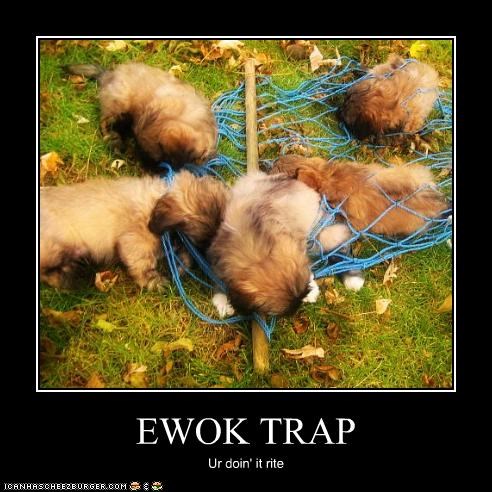 EWOK TRAP