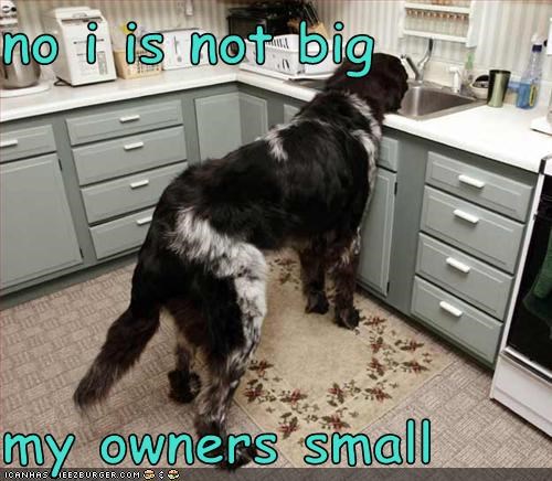 no i is not big  my owners small