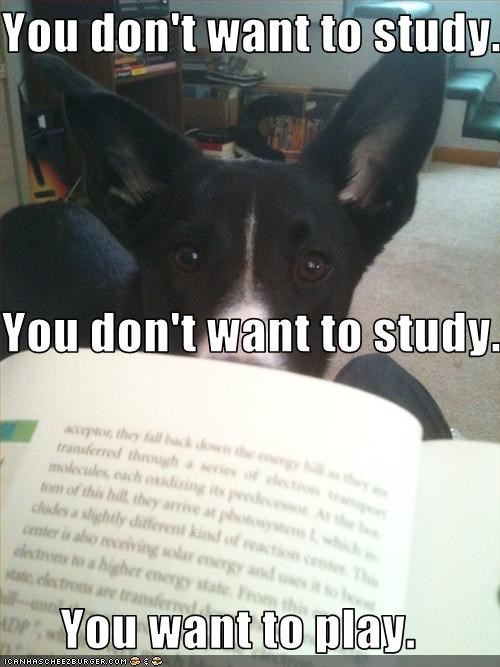 You don't want to study.  You don't want to study.  You want to play.
