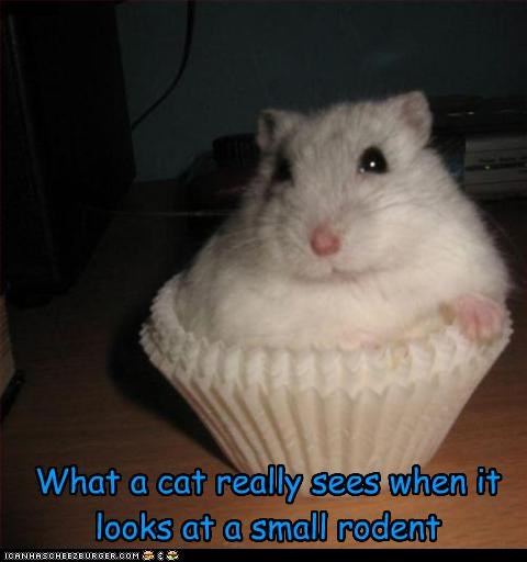 What a cat really sees when it looks at a small rodent
