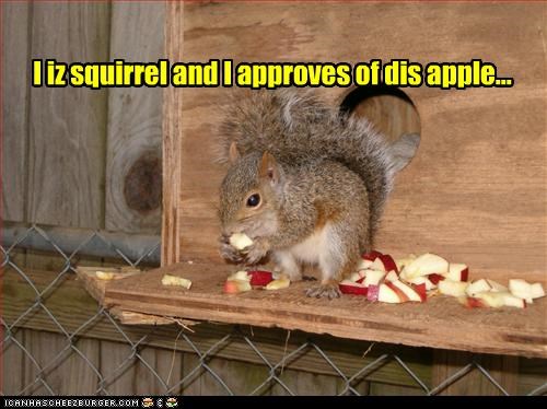 I iz squirrel and I approves of dis apple...