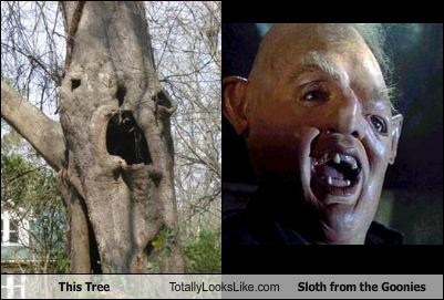 This Tree Totally Looks Like Sloth from the Goonies
