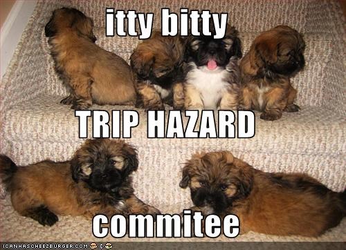 itty bitty TRIP HAZARD commitee