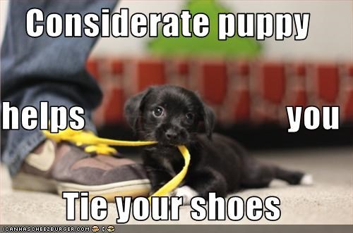 Considerate puppy  helps                             you  Tie your shoes