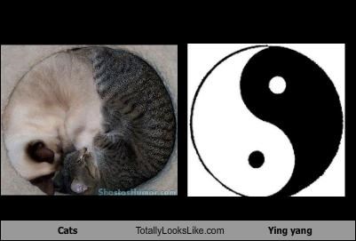 Cats Totally Looks Like Ying yang