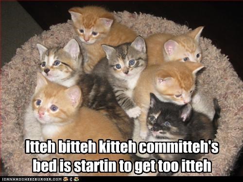 Itteh bitteh kitteh committeh's bed is startin to get too itteh