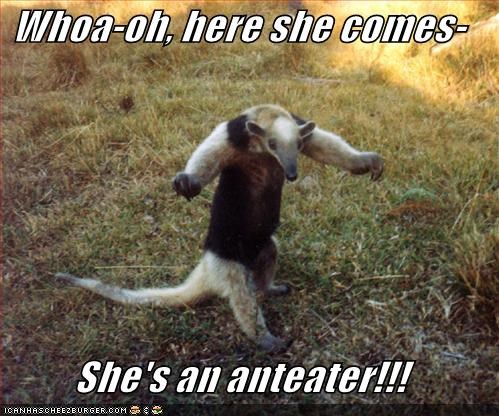 Whoa-oh, here she comes-  She's an anteater!!!