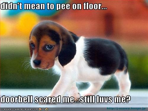 didn't mean to pee on floor...  doorbell scared me...still luvs me?