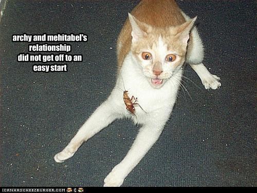 archy and mehitabel's 
relationship 
did not get off to an 
easy start
