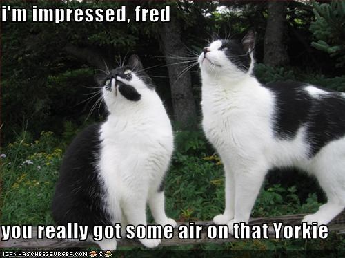 i'm impressed, fred  you really got some air on that Yorkie