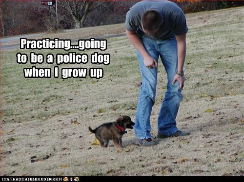Practicing....going  to  be  a  police  dog  when  I  grow  up