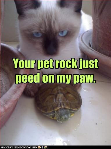 Your pet rock just peed on my paw.