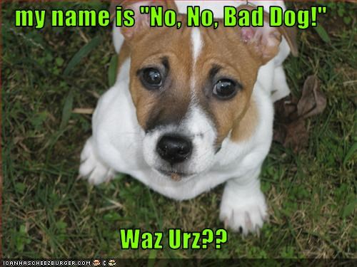 my name is "No, No, Bad Dog!"  Waz Urz??