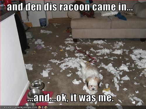 and den dis racoon came in...  ...and...ok, it was me.