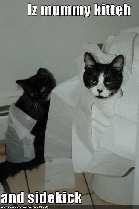 Iz mummy kitteh  and sidekick