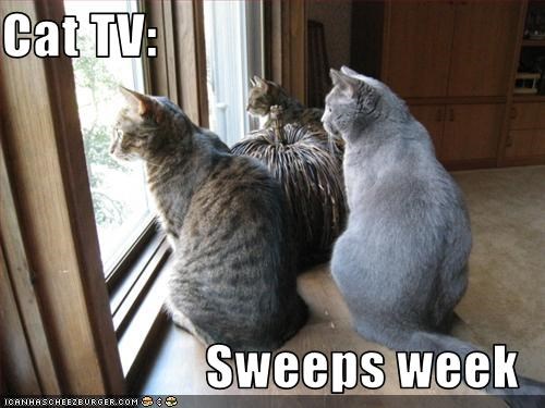 Cat TV:    Sweeps week