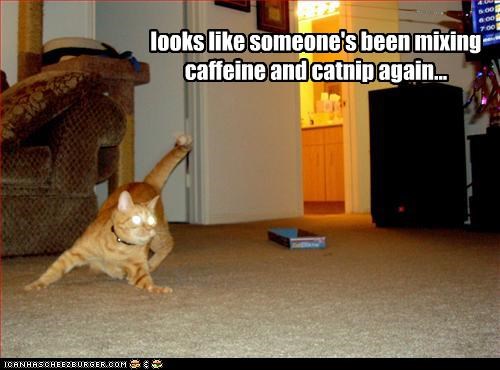 looks like someone's been mixing caffeine and catnip again...