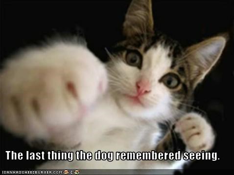 The last thing the dog remembered seeing.
