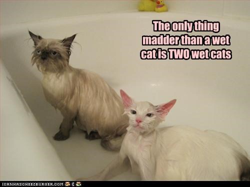 The only thing madder than a wet cat is TWO wet cats