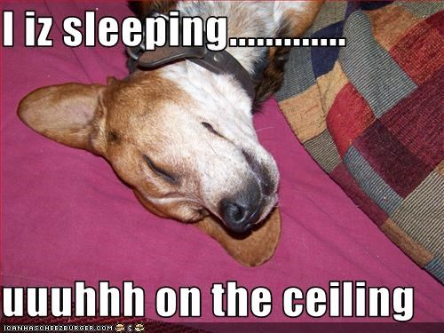 I iz sleeping.............  uuuhhh on the ceiling