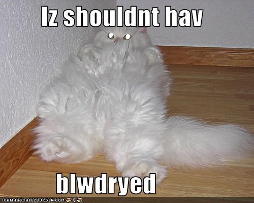 Iz shouldnt hav             blwdryed