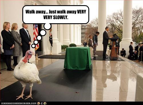 Walk away... Just walk away VERY VERY SLOWLY.