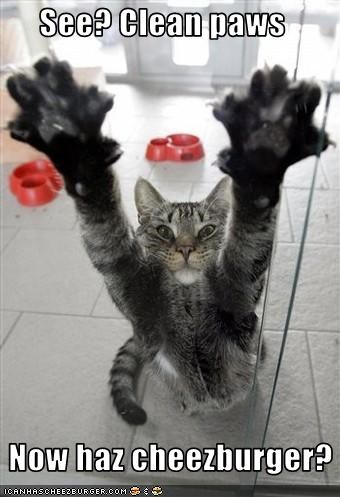 See? Clean paws   Now haz cheezburger?
