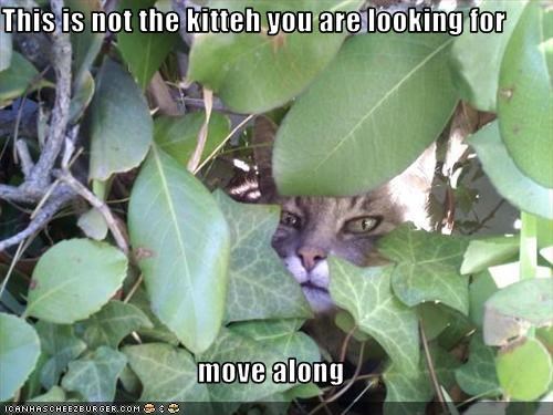 This is not the kitteh you are looking for  move along