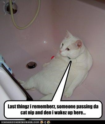 Last thingz i rememberz, someone passing da cat nip and den i wakez up here...