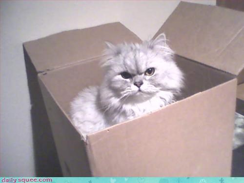 THIS IS MAH Box!