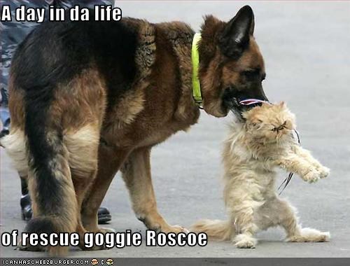 A day in da life  of rescue goggie Roscoe