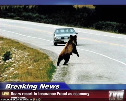 Breaking News - Bears resort to Insurance Fraud as economy worsens.