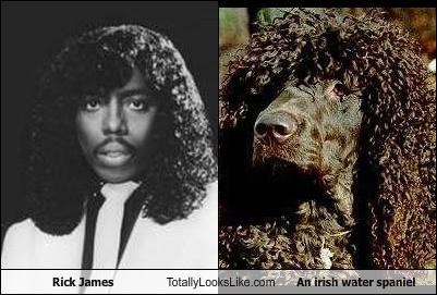 Rick James Totally Looks Like An irish water spaniel