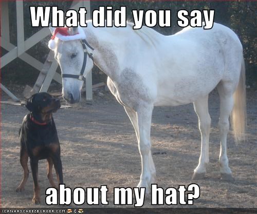 What did you say  about my hat?