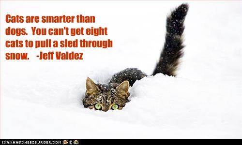 Cats are smarter than dogs.  You can't get eight cats to pull a sled through snow.    -Jeff Valdez