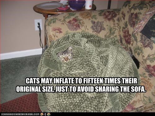 CATS MAY INFLATE TO FIFTEEN TIMES THEIR ORIGINAL SIZE, JUST TO AVOID SHARING THE SOFA.