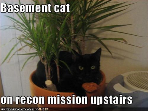 Basement cat  on recon mission upstairs