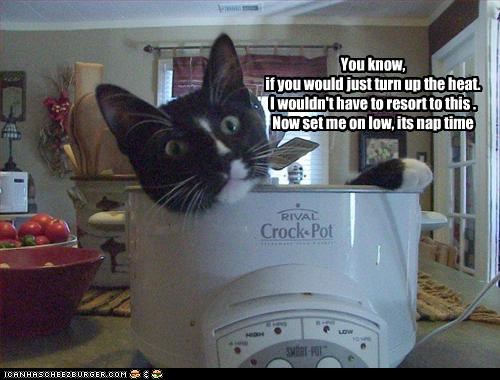 You know, if you would just turn up the heat.  I wouldn't have to resort to this . Now set me on low, its nap time