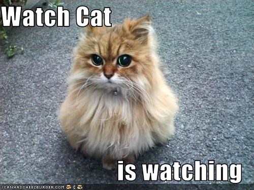 Watch Cat  is watching