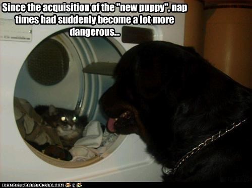 Since the acquisition of the "new puppy", nap times had suddenly become a lot more dangerous...